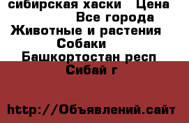 l: сибирская хаски › Цена ­ 10 000 - Все города Животные и растения » Собаки   . Башкортостан респ.,Сибай г.